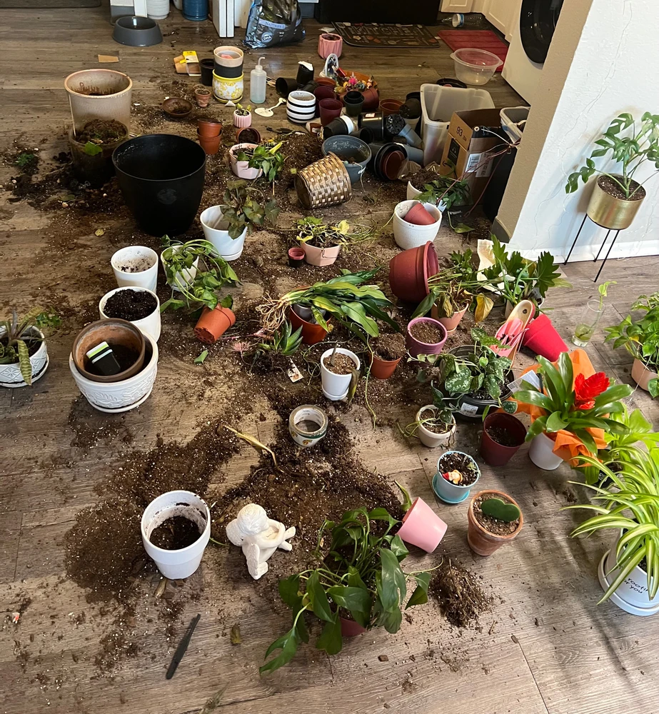Image uploaded by Eadinn Like the Garden
