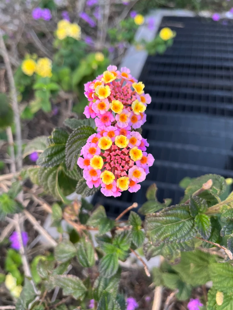 由Alejandra Gómez上传的图片