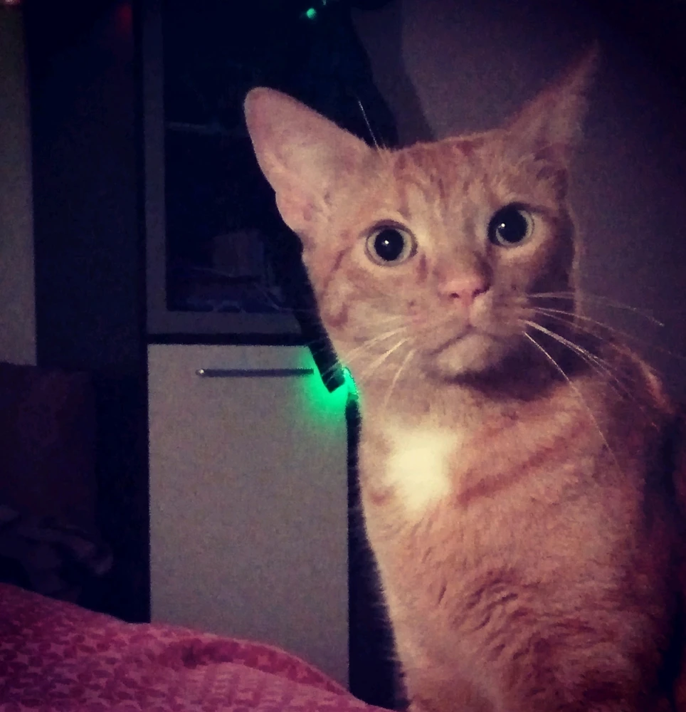 Image uploaded by Cat-a-strophe