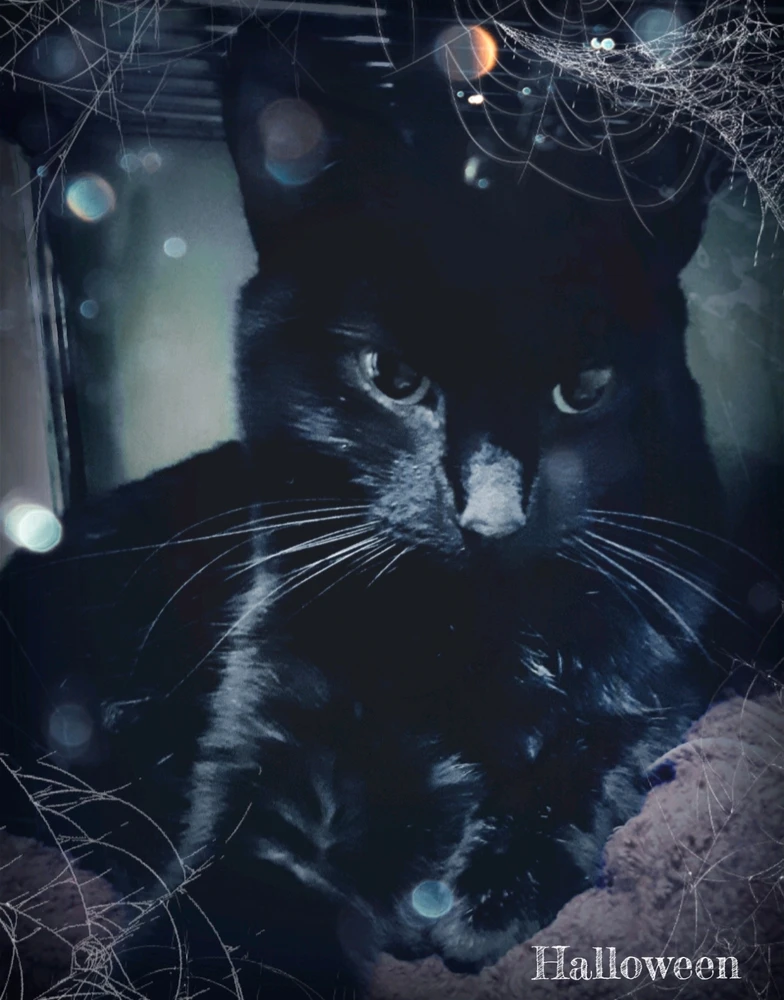 Duab xa los ntawm 🦇𝕮𝖍𝖊y𝖊𝖓𝖓𝖊🦇
