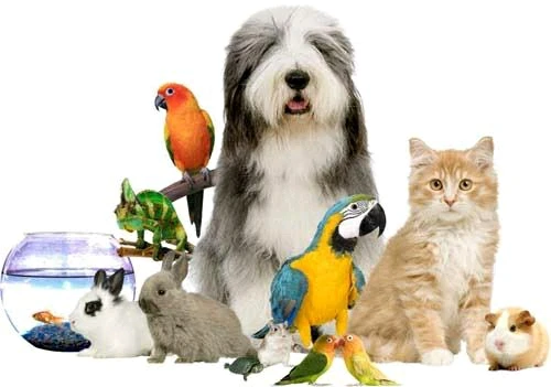 Image uploaded by Derian Leonardo