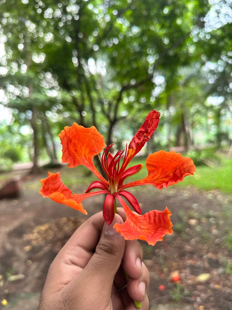 Image uploaded by Ahnaf