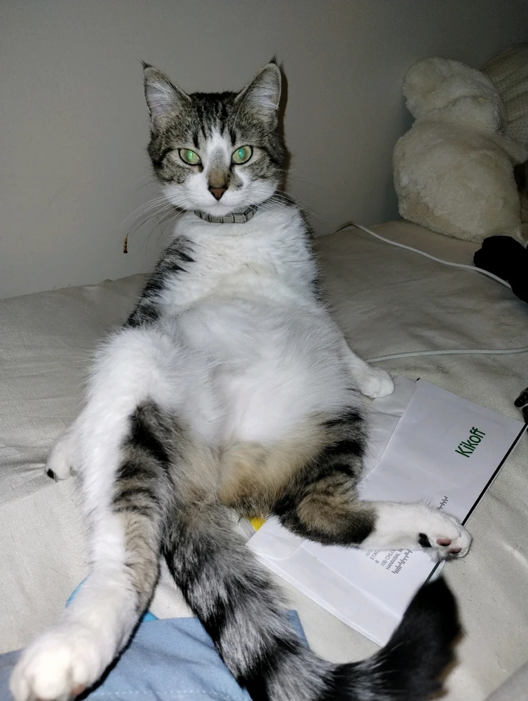 Kicked back kitty, Puddin