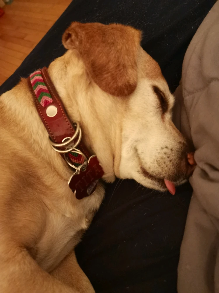 Dog sleeping with the tip of its tongue out. 