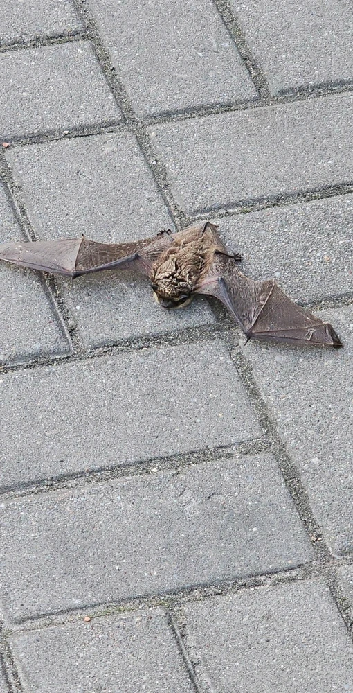 Zdjęcie dodane przez Wiktor