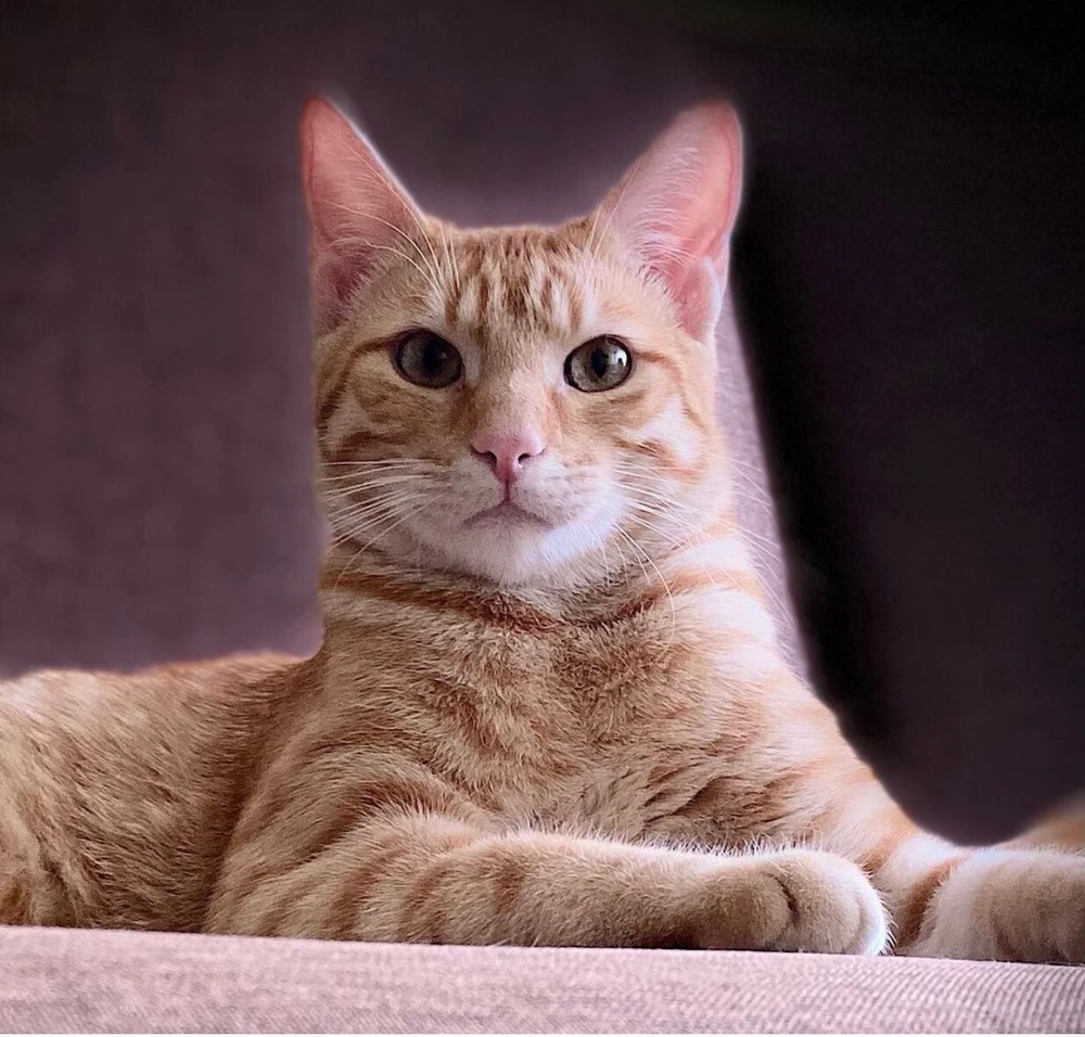 Imagine încărcată de Cristi C