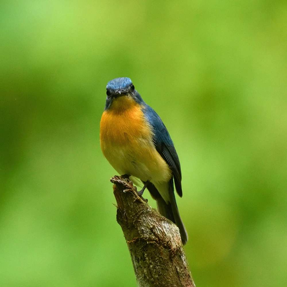 Image uploaded by Rakshith A Jakati