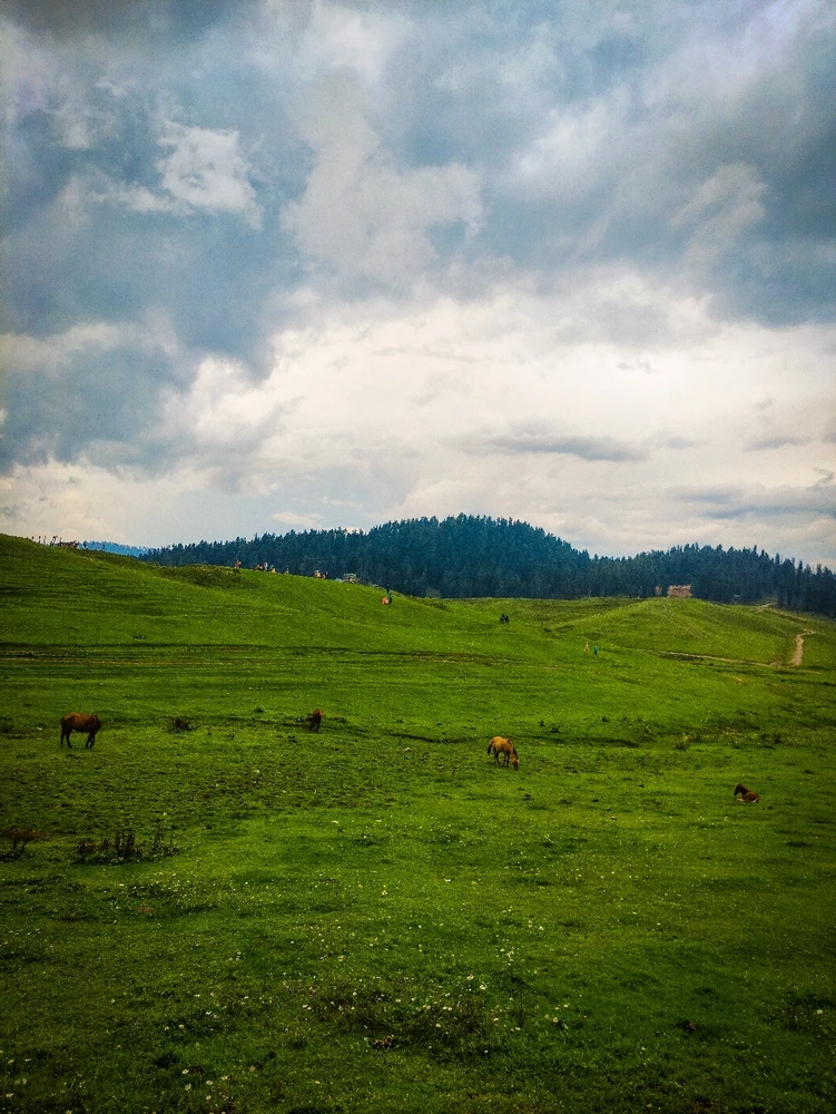 Image uploaded by P