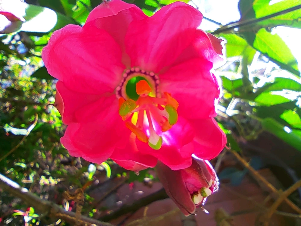 Image uploaded by Dayan