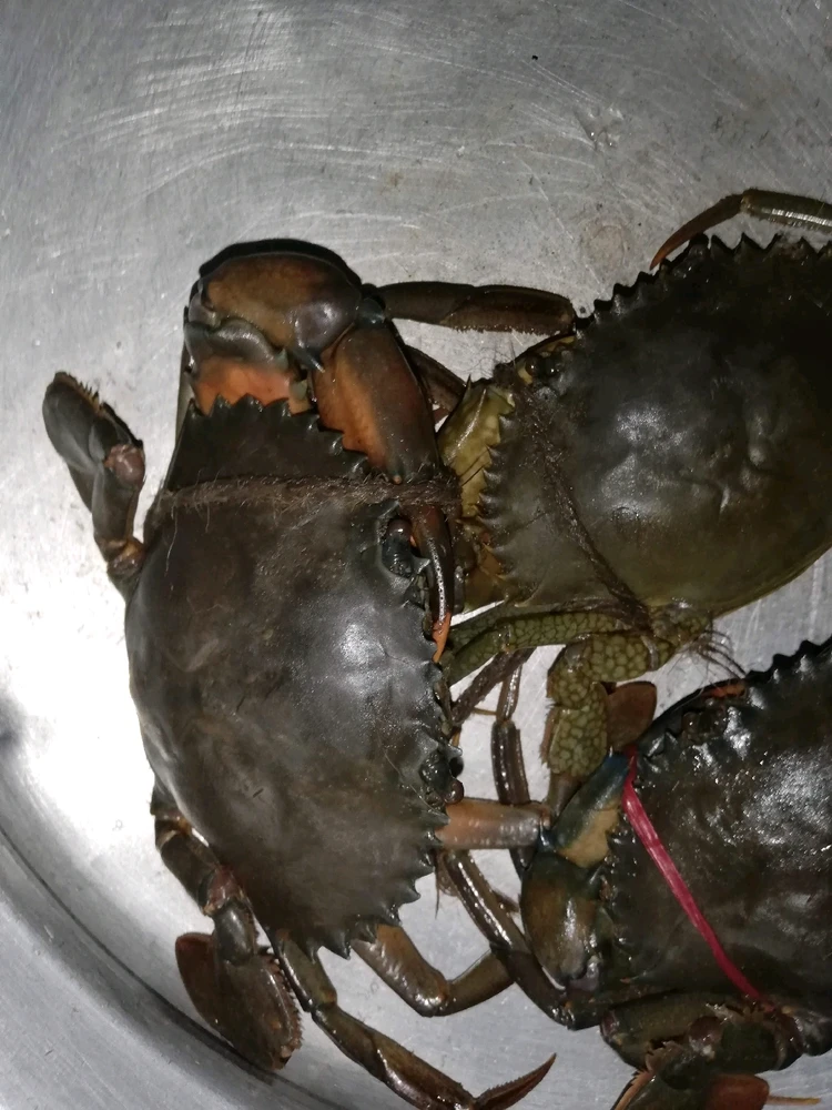 Image uploaded by Kevn