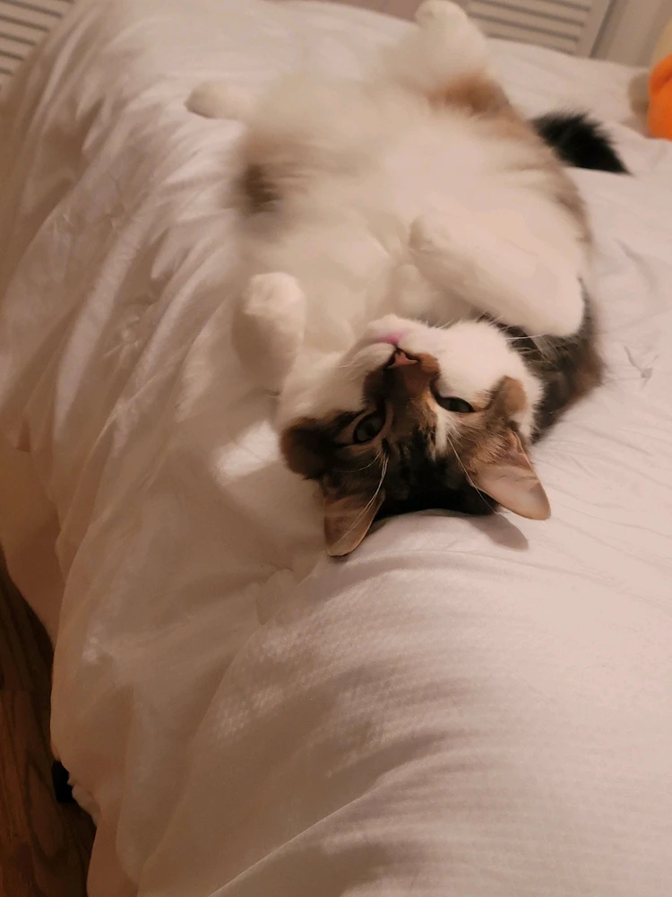 Imagen subida por Miguel Julian Camargo garcia