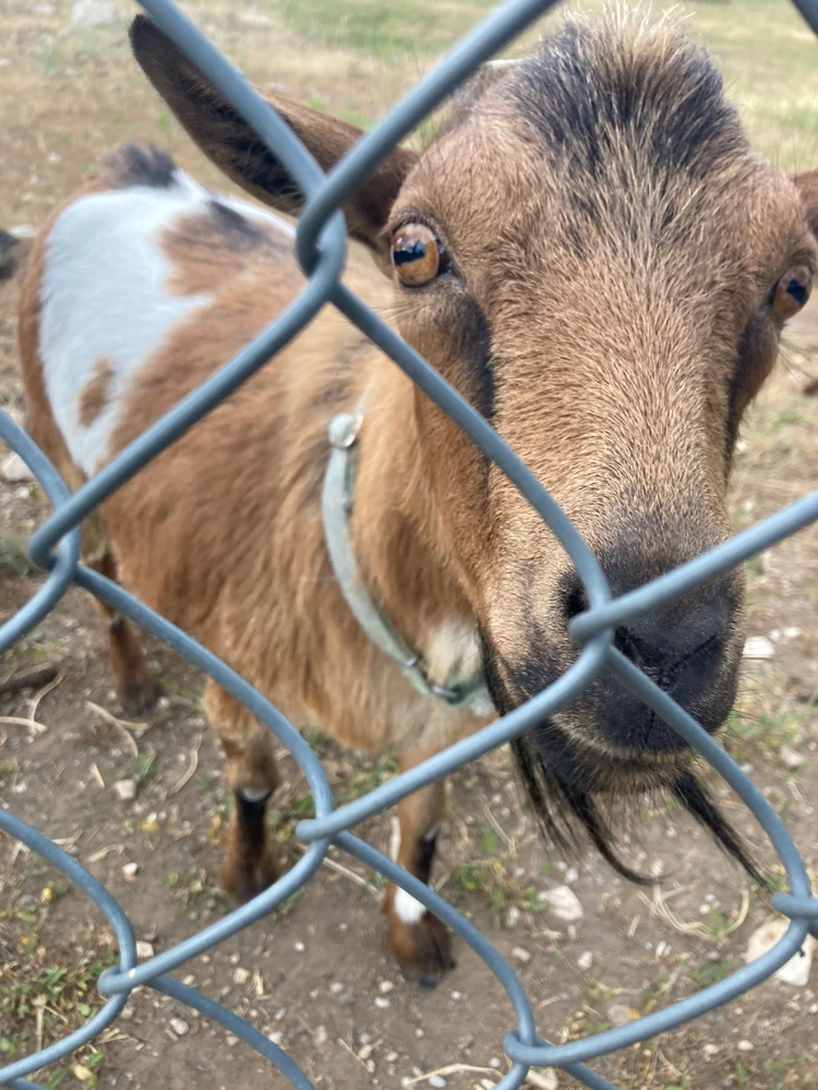 They have to goats and they fight a lot xd