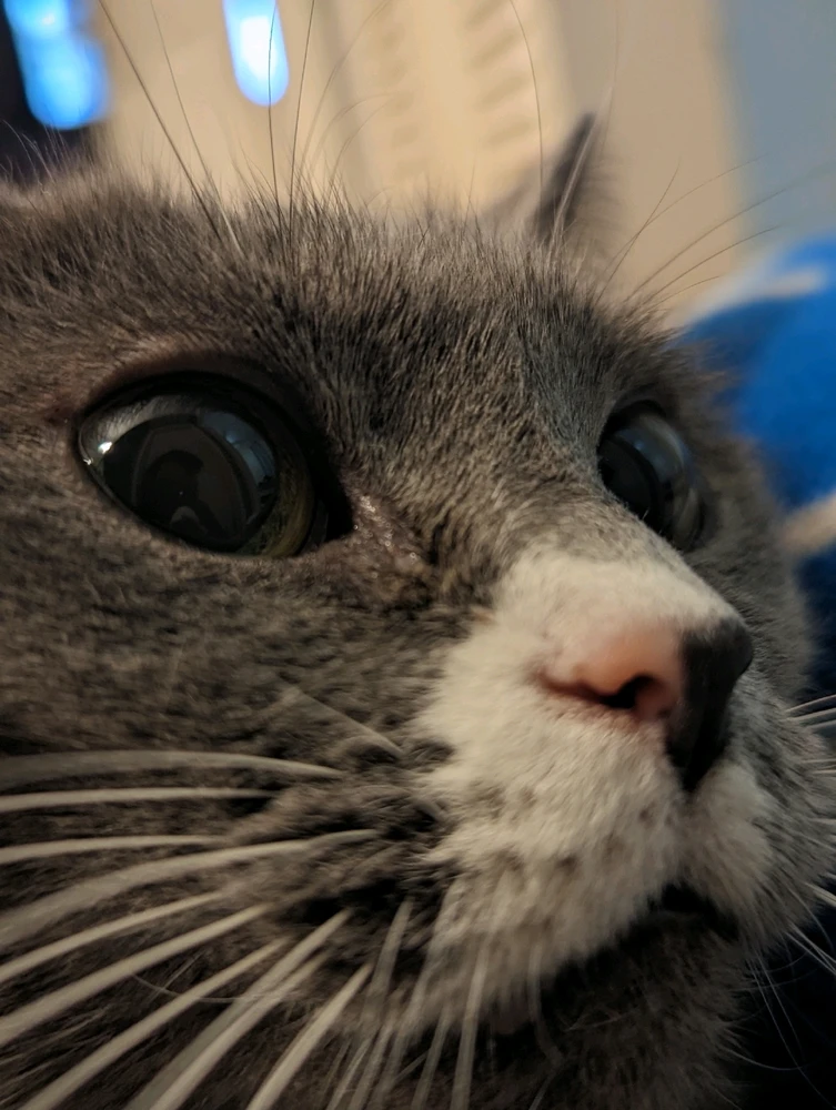 A close up photo of a small grey cat with some white on her lips and a black nose with a splash of pink 