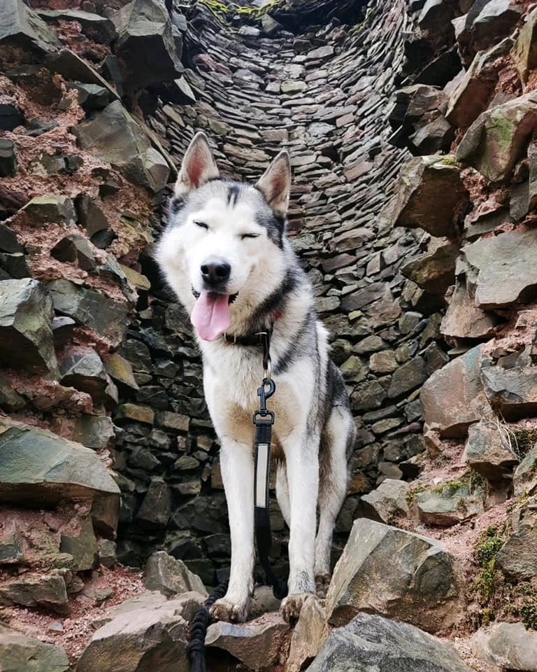 Zdjęcie dodane przez Szczurek545