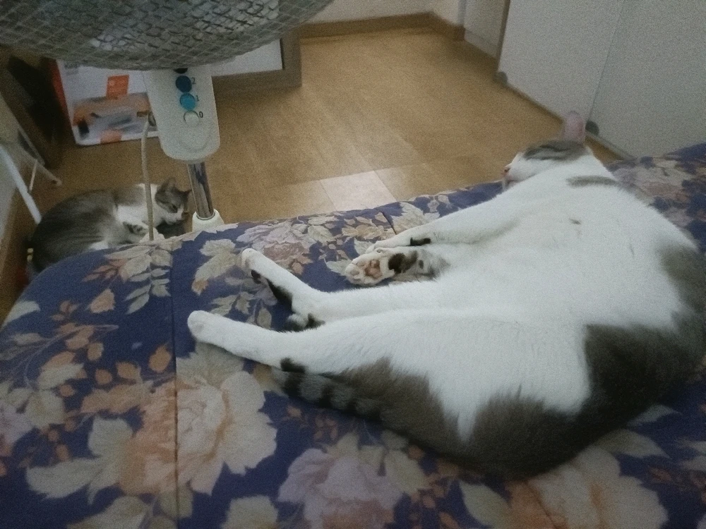 Imagem enviada por Luis