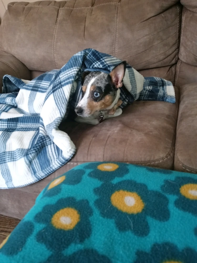 Mini rat terrier Calli