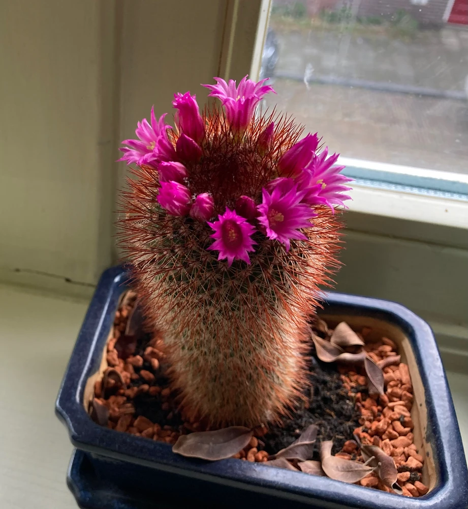 Gambar diunggah dening Helios