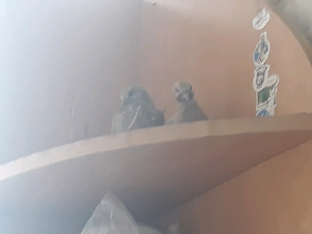 تصویر آپلود شده توسط آرتین