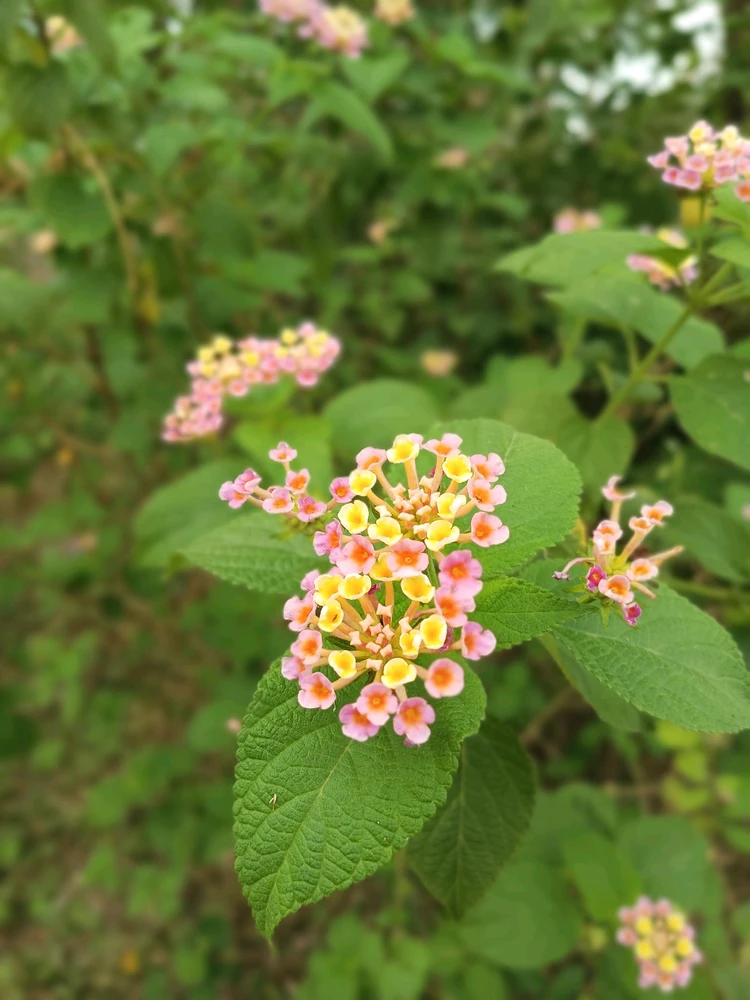 Image uploaded by Noims