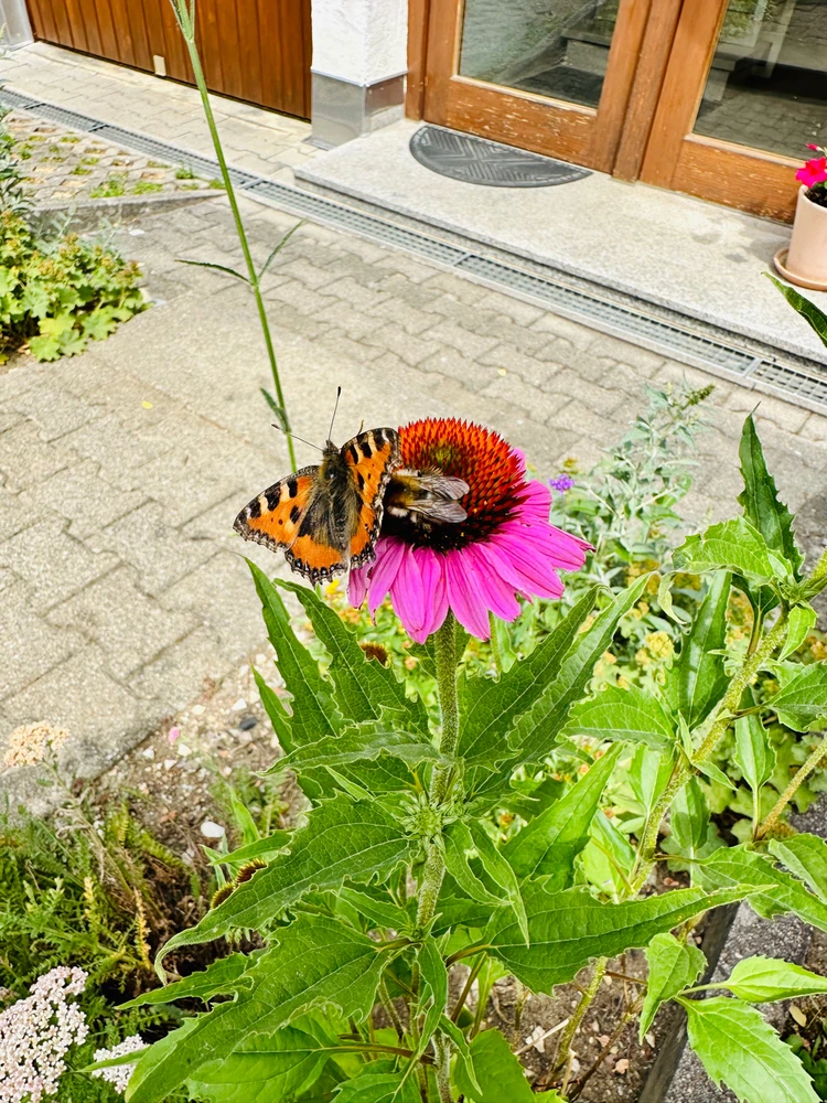 Bild hochgeladen von Tizian