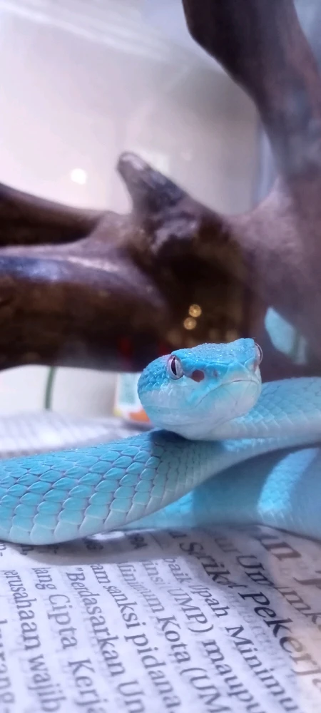 Gambar diunggah oleh Feri ar