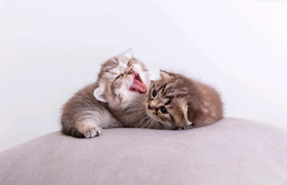 Image uploaded by USJ