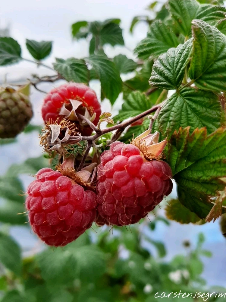 Bild hochgeladen von Carsten