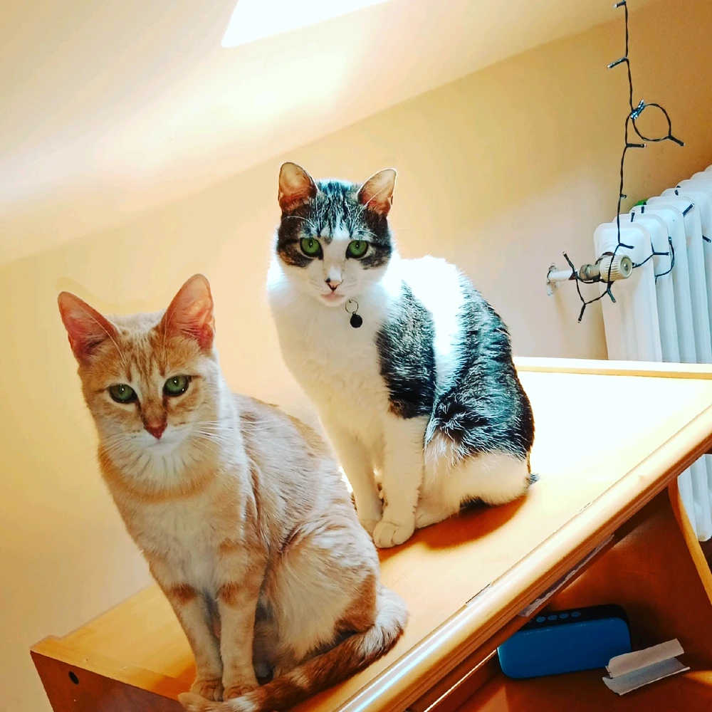 Lluvia3님이 올린 사진