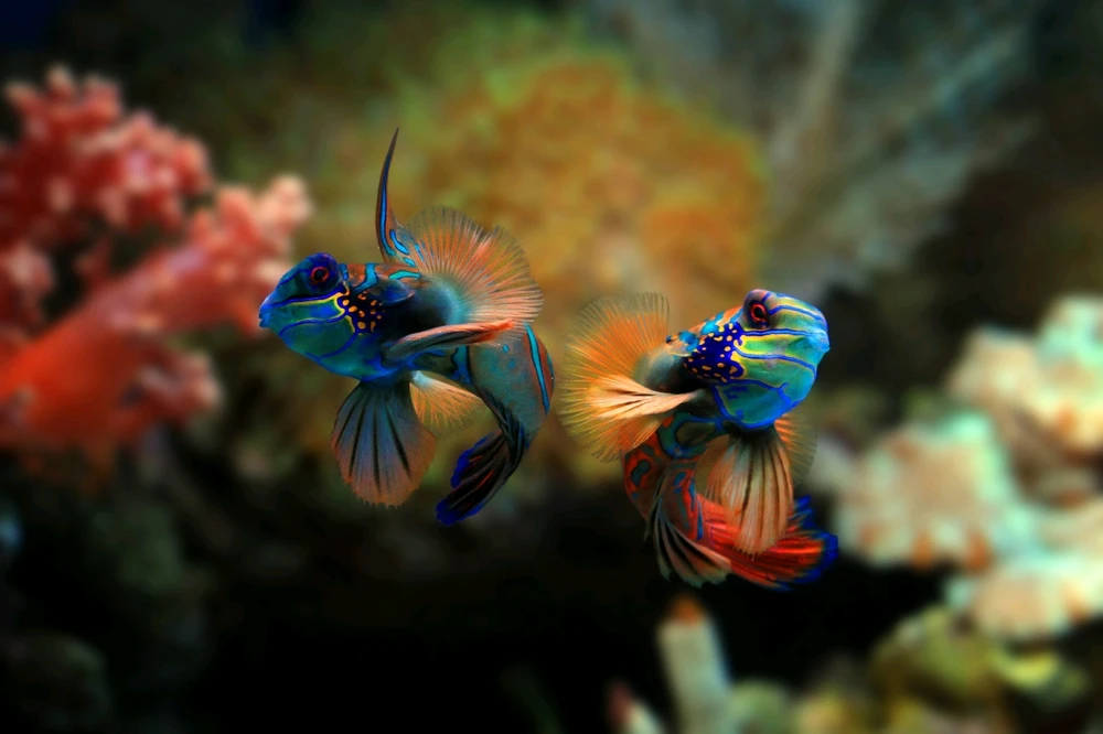 Image uploaded by USJ