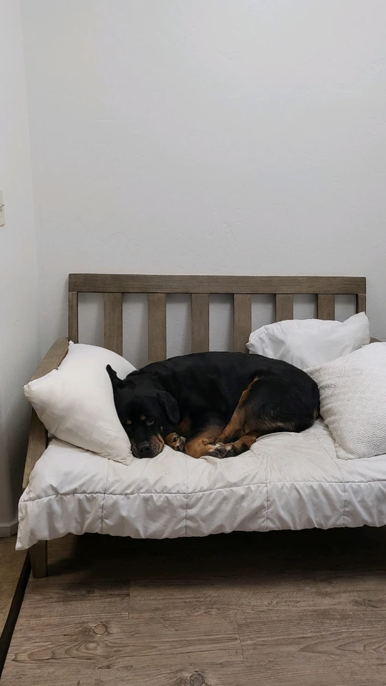 Old man doge. Spoiled Rott(en)weiler.
