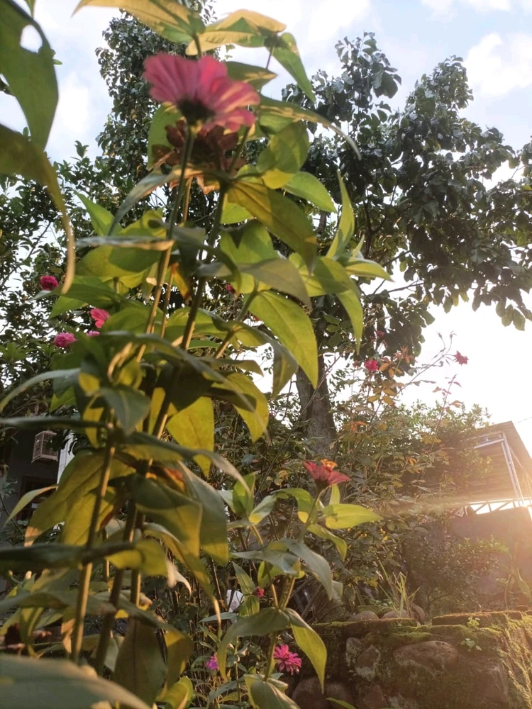 Flower, village view, sunset, hometown