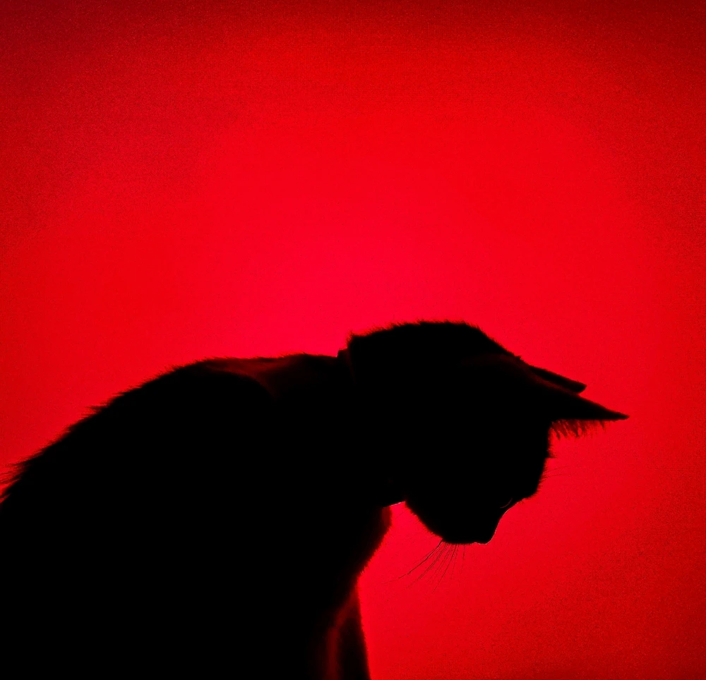 Image uploaded by Fahim Shahriar