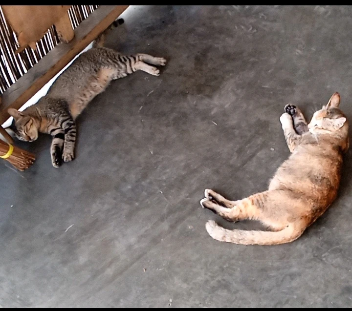 Gambar diunggah oleh Dedy