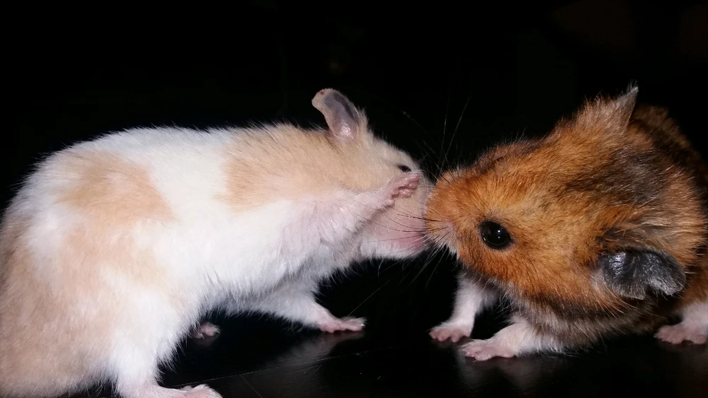 Gambar diunggah oleh Lily