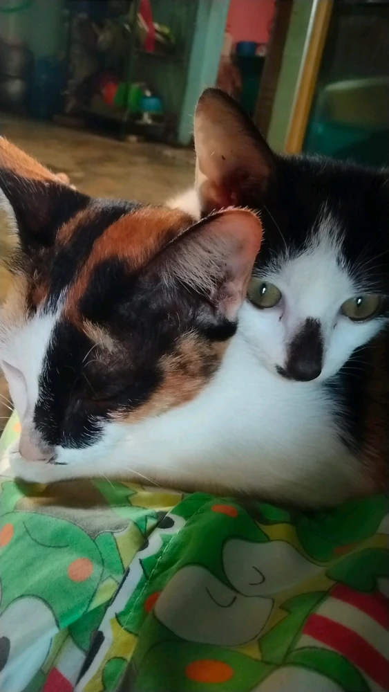 Image uploaded by Mint