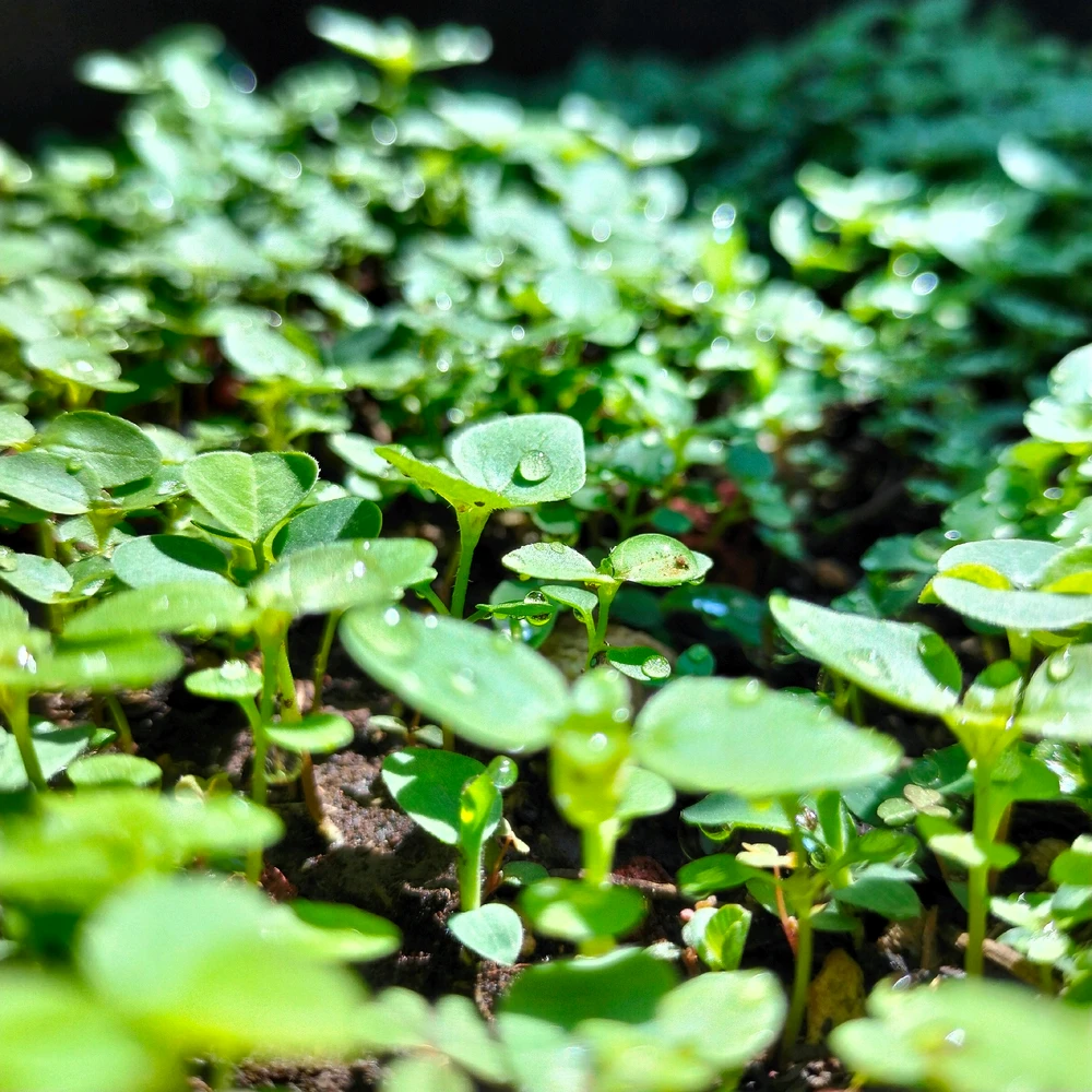 Imagen subida por Ricardo