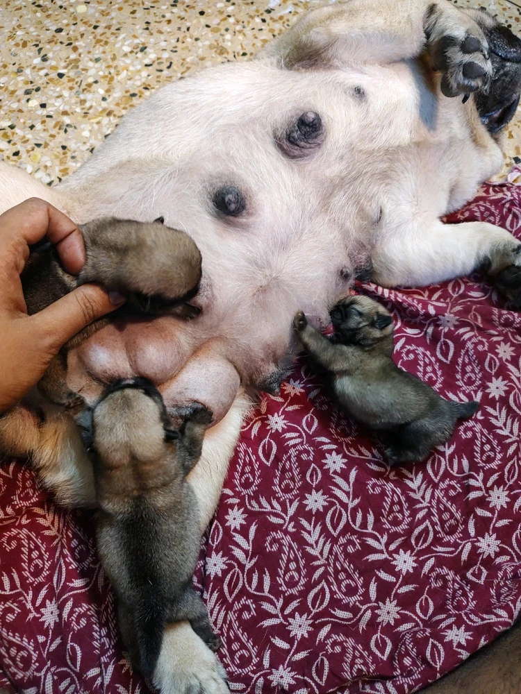 Image uploaded by Sayan