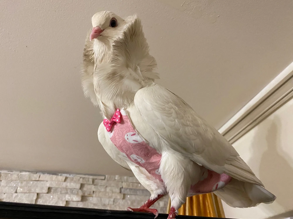 Imagine încărcată de Veronica