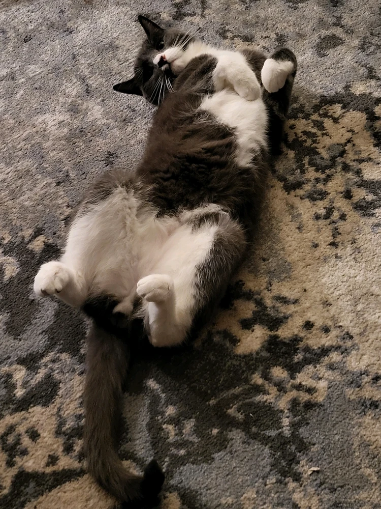 Image uploaded by Queen