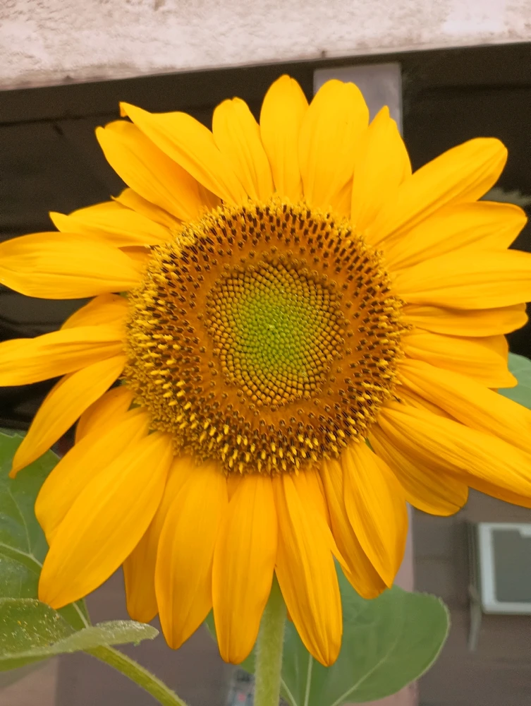 Image uploaded by Brooks