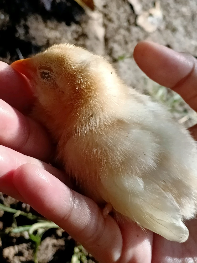 I-upload ni Kim ang larawan