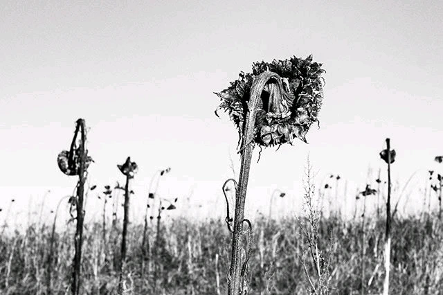 Bild hochgeladen von Chris Arret