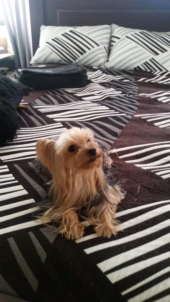 Imagen subida por Oscar jr