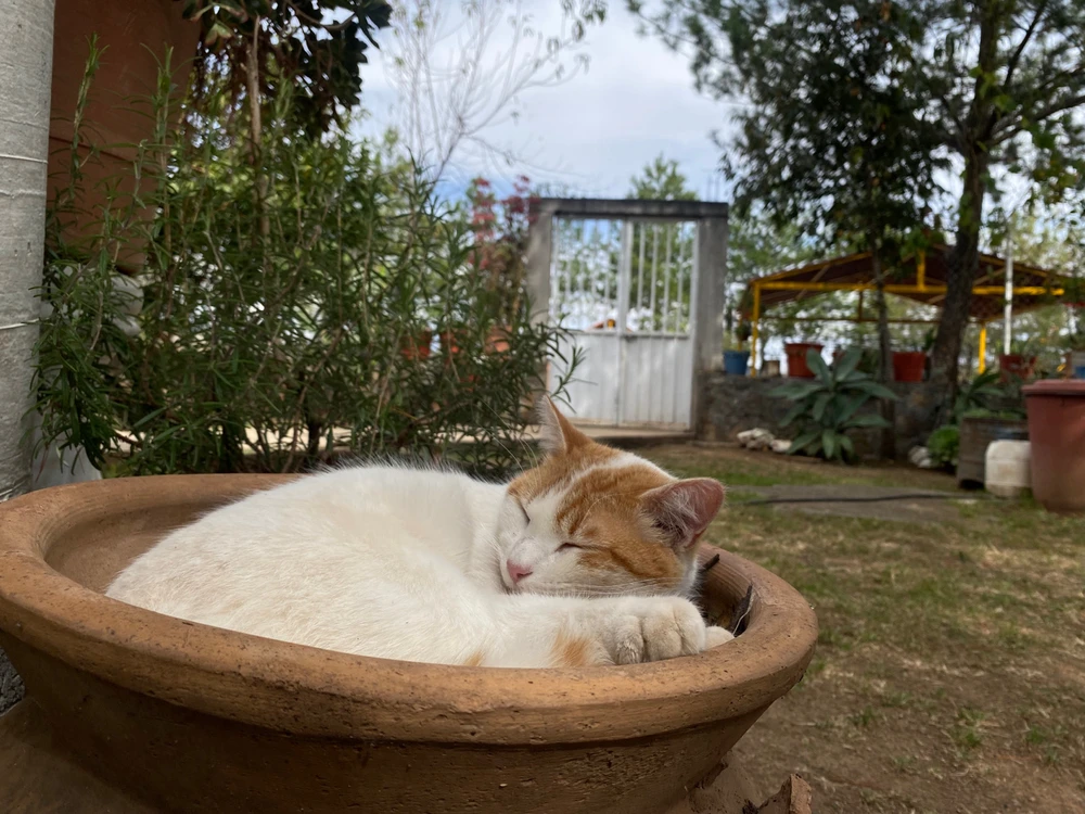 Imagen subida por Alonso