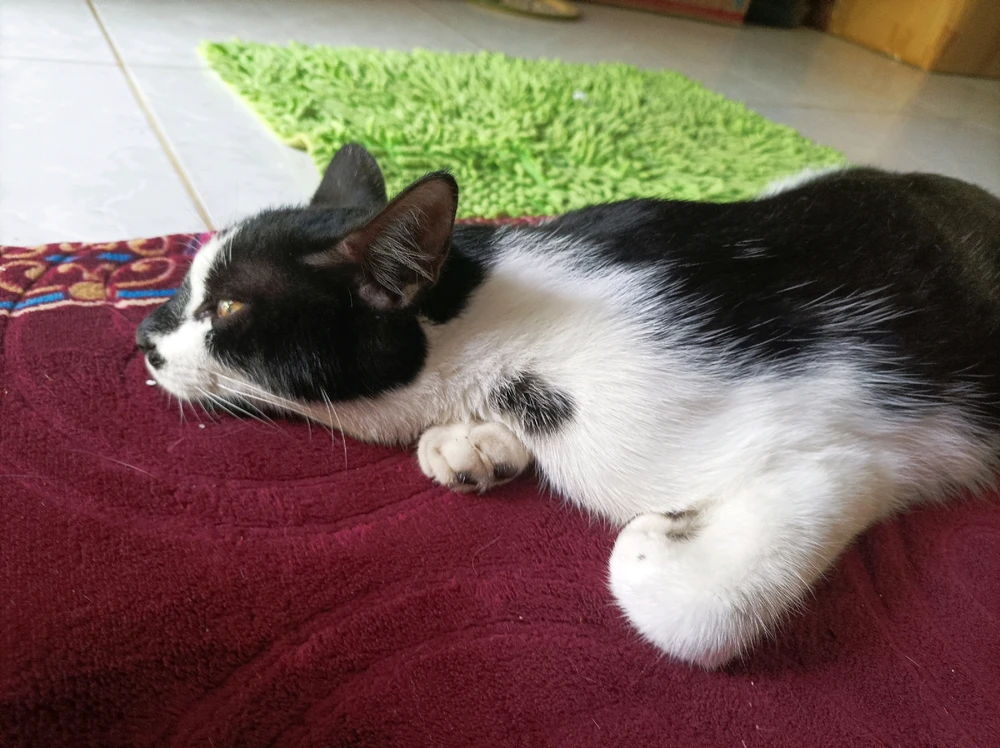 Gambar diunggah oleh Eva