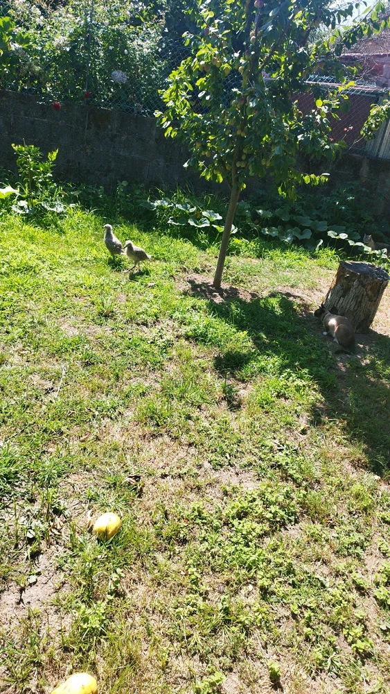 Lo de las gaviotas empeoro