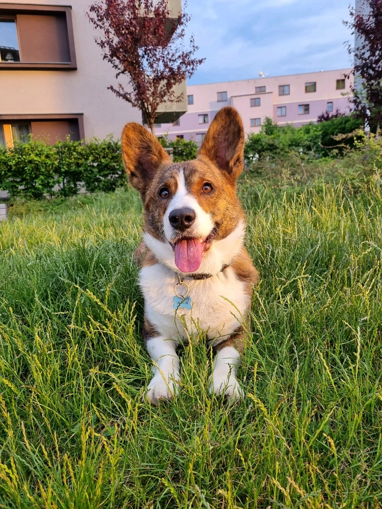 Obrázek nahrál Zuzana