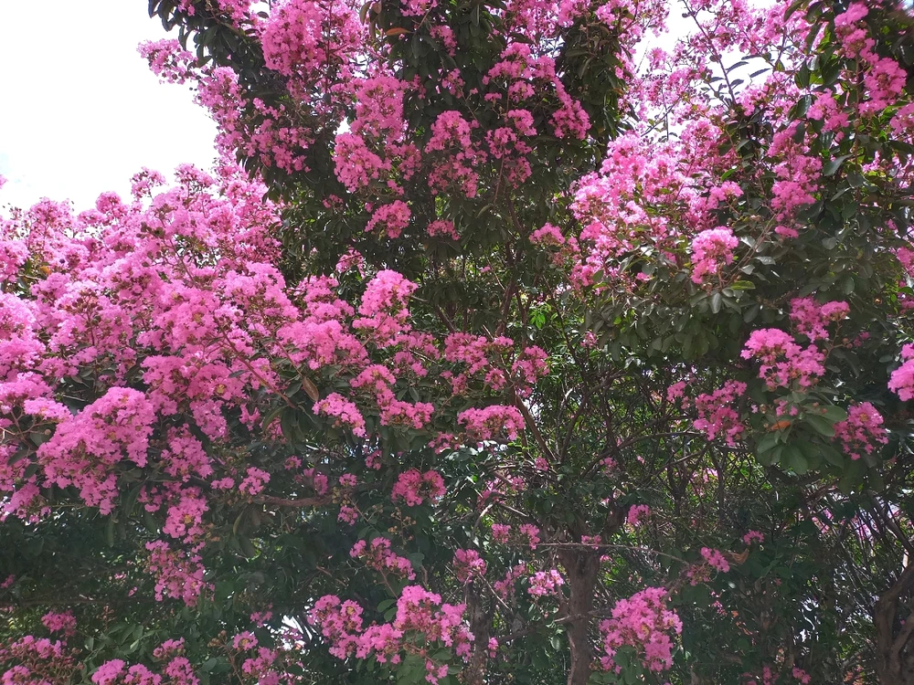 Imagen subida por Sam