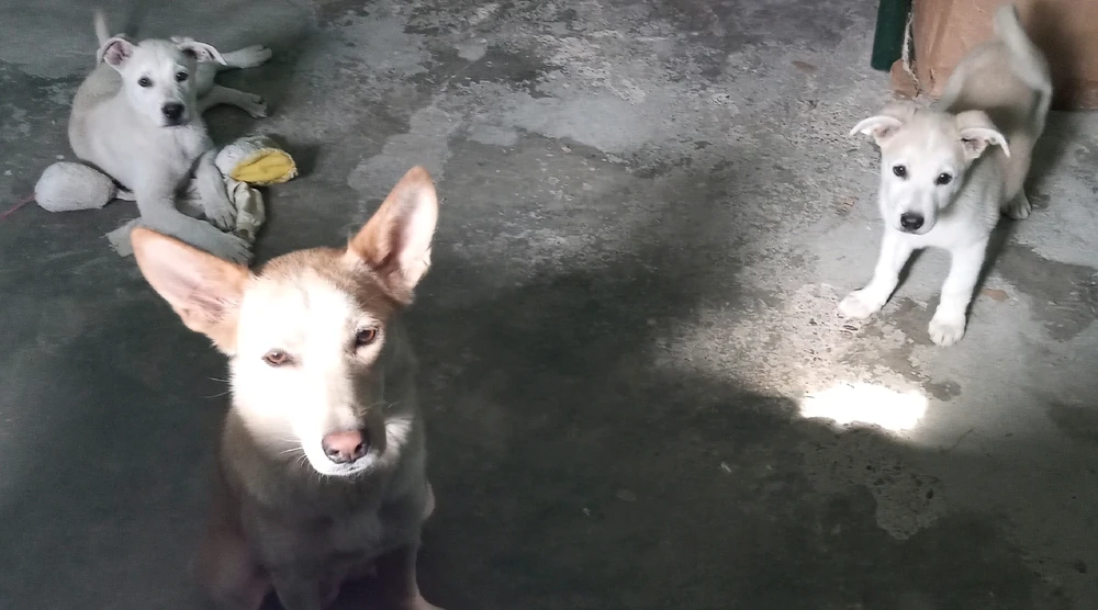 Image uploaded by Alisson