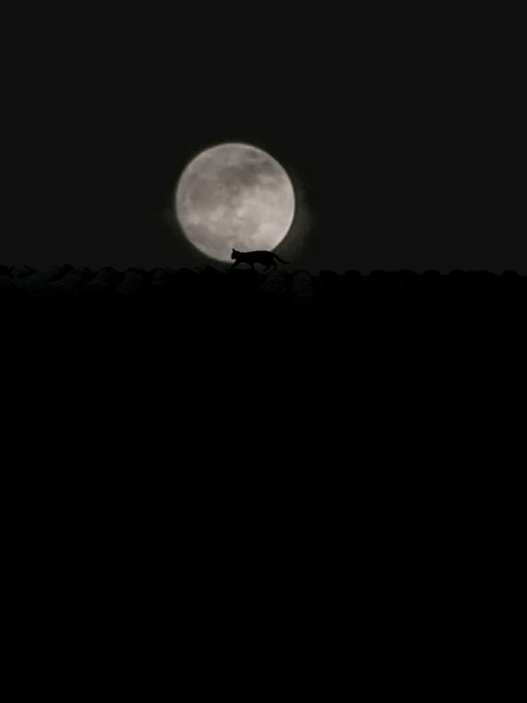صورة رفعها Vinoth